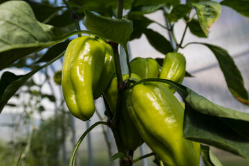 Peppers hang on a branch in the garden.