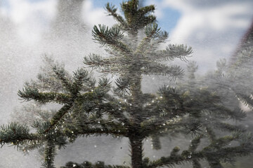 Strong wind and rain are watering the blue spruce.