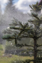 Heavy rain is watering a beautiful spruce. Strong wind and raindrops. - 522993551