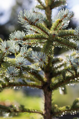 Beautiful spruce with blue needles and raindrops. - 522993557