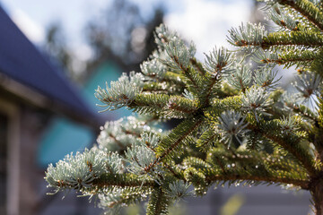 Beautiful blue spruce with raindrops on needles. - 522993572