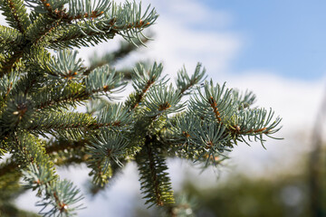 A magnificent blue spruce with young needles against the sky. - 522993585