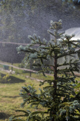 A beautiful Christmas tree with blue thorns in heavy rain. - 522993594