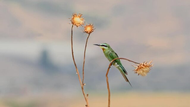 Blue-cheeked bee-eater (Merops persicus) Lands on a thorn with a bee in its beak and Perching on a thorn