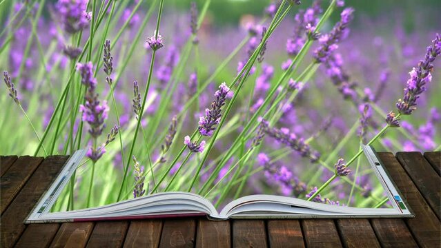 Open book with lavender flowers close up