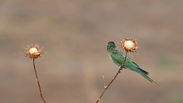 Blue-cheeked bee-eater (Merops persicus) perching on a thorn.