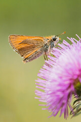 Small butterfly on a pink flower. Green background