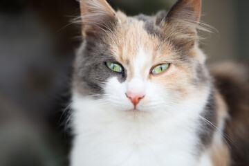 Close portrait of an adorable tricolor (calico) long haired cat with beautiful green eyes, looking at the camera