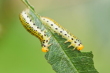 Extreme close up of two late instar larvae of Erythrina moths (Agathodes designalis Guene), feeding on a leaf of a rose bush