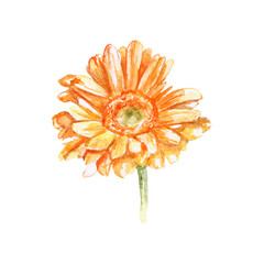 Watercolor orange chrysanthemum isolated on white background. Hand painted art for wedding, greetings, flowers shop, beauty saloon, print.