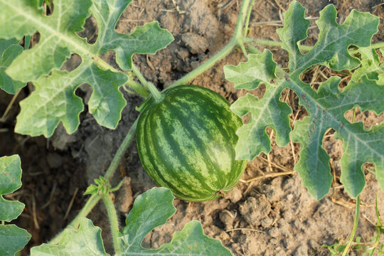 Close up, top down view of a small, natural, organic watermelon growing in the garden.