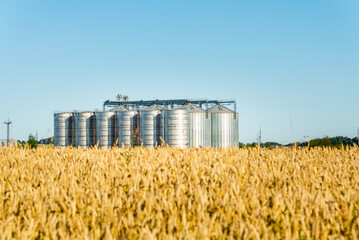 Grain storage silos system,golden wheat field under a summer blue clear sky. © ARVD73