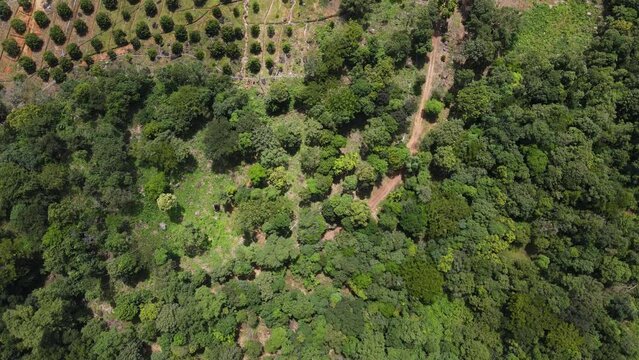 Drone footage above huge mango plantation in Sihanoukville province, south of Cambodia 1-3