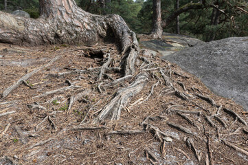 Pinus uncinata - Bog pine - Pin à crochets - Pin de Briançon, Promenade des Gorges de Franchard