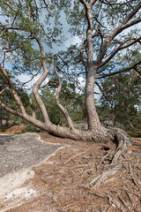 Obraz premium Pinus uncinata - Bog pine - Pin à crochets - Pin de Briançon, Promenade des Gorges de Franchard