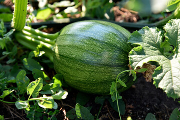 Green little pumpkin in the garden in the bushes in summer.