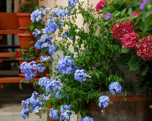 Cape pig or Plumbago auriculata ( lat. Plumbago auriculata ) is a flowering plant , an evergreen shrub