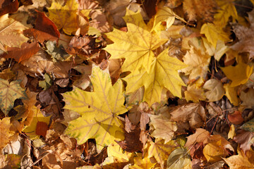 Fall season maple leaves on ground. Colorful autumn background