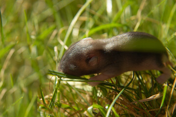 A newborn hamster crawls on the grass. Hamsters on the lawn. 