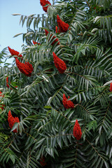 Deer-horned sumac, or Fluffy sumac, Acetic tree, short-haired sumac, large virgin sumac ( lat. Rhus typhina ) is a plant of the Sumac family