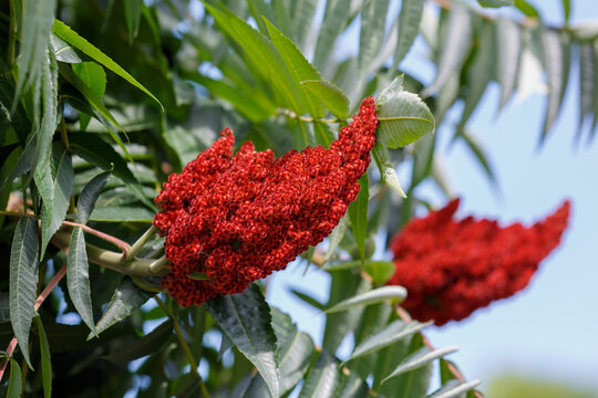 Deer-horned sumac, or Fluffy sumac, Acetic tree, short-haired sumac, large virgin sumac ( lat. Rhus typhina ) is a plant of the Sumac family
