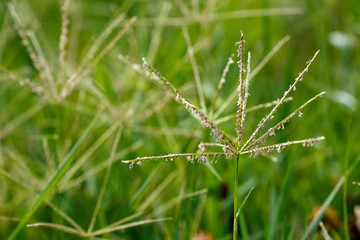 Pig's finger, or finger grass ( lat. Cynodon dactylon ) is a herbaceous plant ; species of the genus Svinora of the Grass family ( Poaceae )
