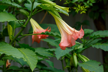 Tropical flower Brugmansia Candida Grand Marnier. Brugmansia versicolor Datura Angel's Trumpet in...