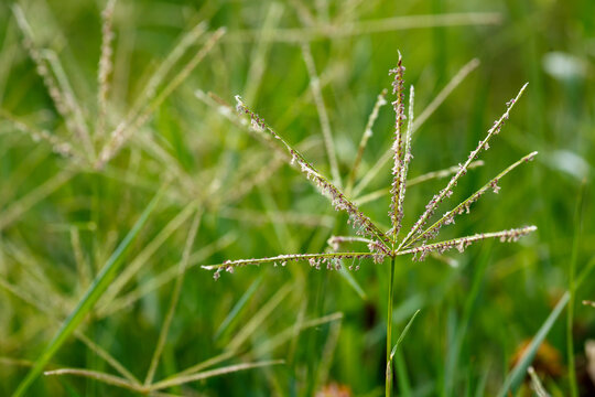 Pig's finger, or finger grass ( lat. Cynodon dactylon ) is a herbaceous plant ; species of the genus Svinora of the Grass family ( Poaceae )