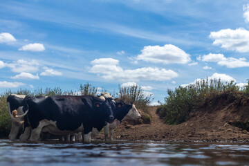 cows near water
