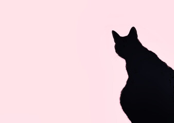cat on pink background