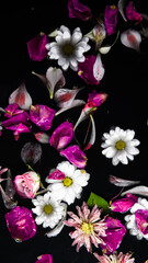 flowers in water on a black background