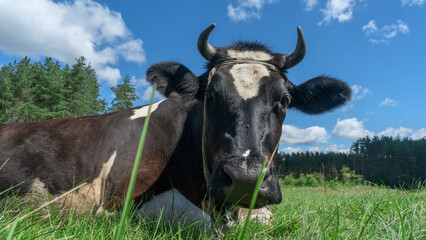 Open farm with dairy cattle on the field in countryside farm. Single cow lies on a pasture on blue sky background.