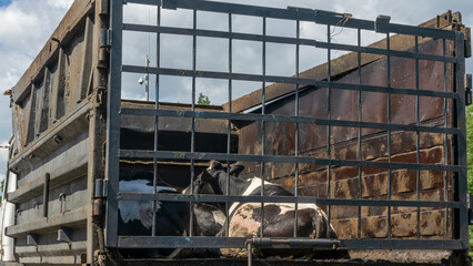 Transport of live animals in cattle truck. Livestock transport truck at the market or butchery. A truck deliver live cow.