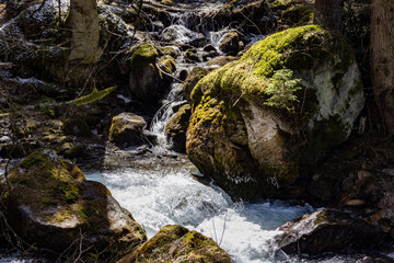 stream in the forest