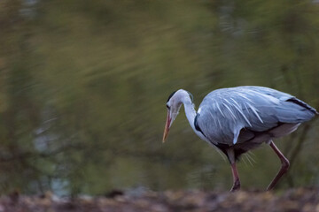  Gray heron standing on coast at dawn