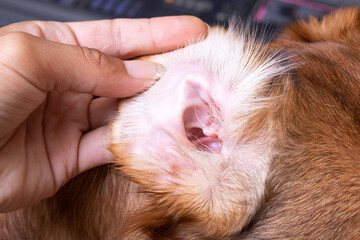Veterinary examination of the dog's ear closeup