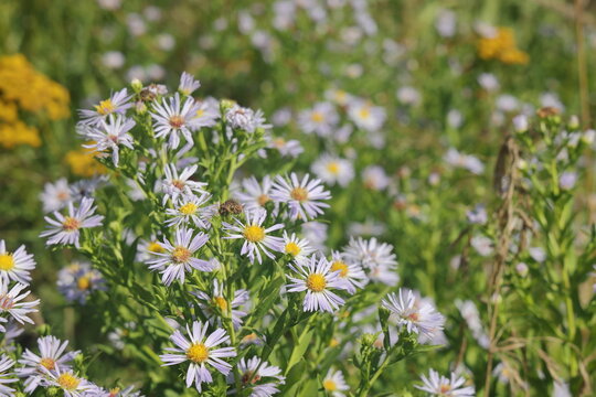 Aster ericoides white heath asters flowering plants, beautiful bunch of autumnal flowers in bloom.