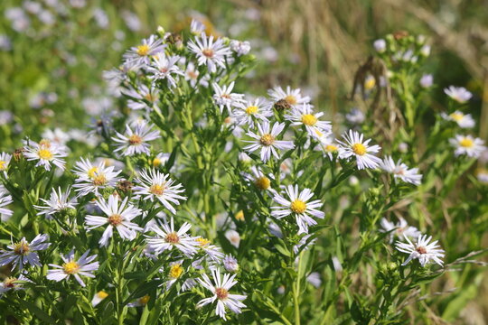 Aster ericoides white heath asters flowering plants, beautiful bunch of autumnal flowers in bloom.