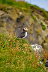 atlantic puffin