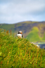 Fototapeta premium puffin on the grass