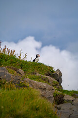 puffin on a rock