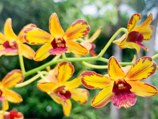 Beautiful orchid flowers in the garden.