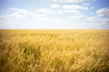 wheat field on a summer day against a blue sky. Harvest period. selective focus