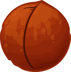 Maroochi bauple or macadamia nut in shell isolated