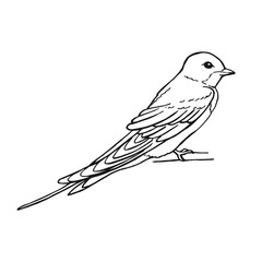 Swallow. Hand drawn illustration converted to vector.