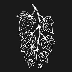 Ivy leaves. Hand drawn illustration converted to vector.