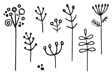 A set of doodles of dry grass branches, dill, herbarium. Vector doodle grass branch, berry, inflorescence, black and white drawing, sketch.