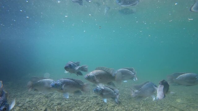 Blue Tilapia swimming in the spring on the shore of the Dead Sea Judaean Desert Other Names: Sarotherodon aurea, Tilapia aurea; Israeli tilapia Amnun yarden, Lives in Ein Feshkha spring on the shore o