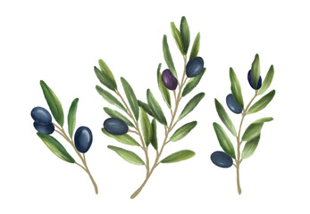 Obraz na płótnie Canvas Watercolor set of green and black olives, branches and leaves hand drawn doodle vector illustration.