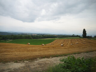 Obraz premium 牧草ロールが点在する風景